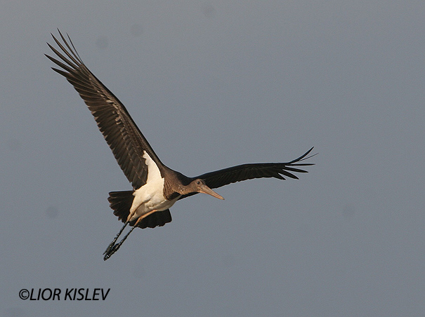 חסידה שחורה  Black Stork Ciconia nigra                              עין המפרץ אוקטובר 2005